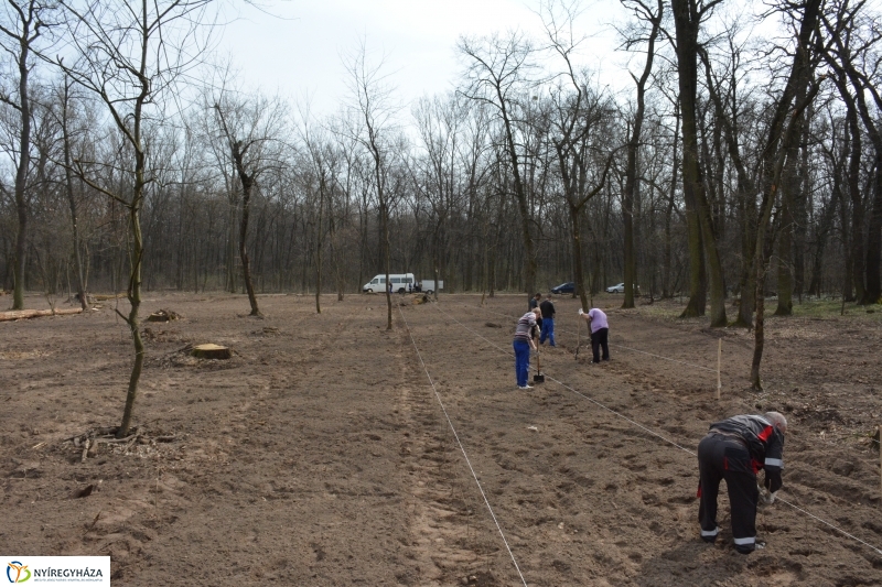 4000 facsemetét ültetnek Nyíregyházán