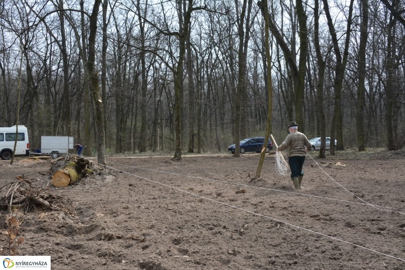 4000 facsemetét ültetnek Nyíregyházán