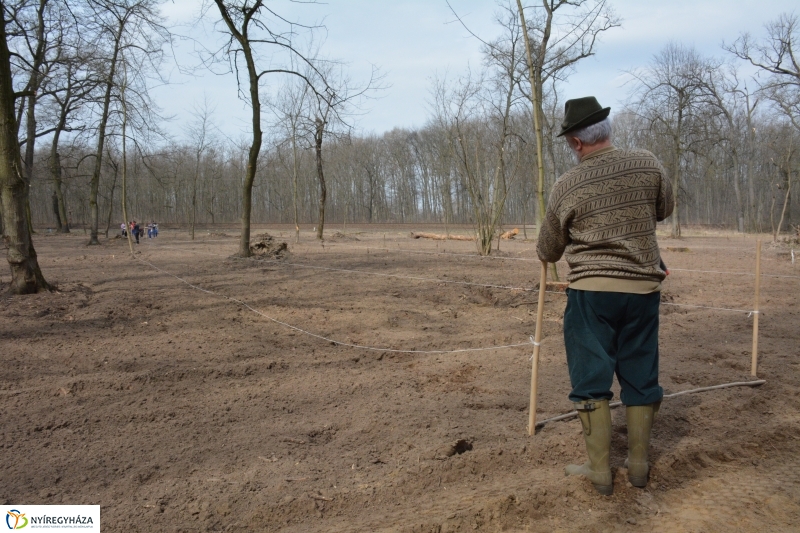 4000 facsemetét ültetnek Nyíregyházán