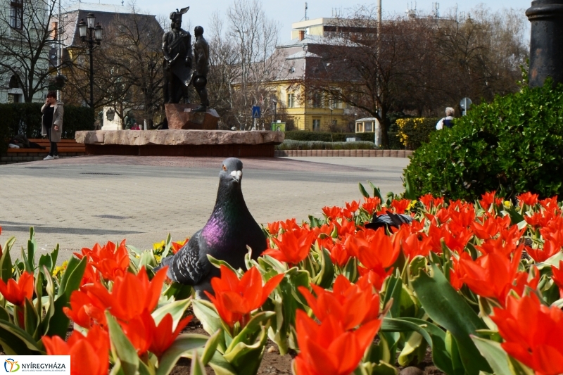 Rákóczi emlékmű koszorúzása