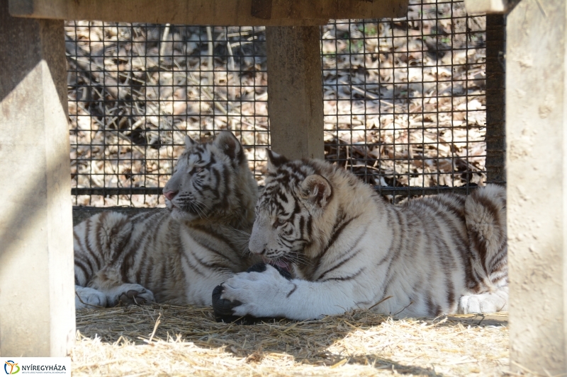Fehér tigriskölykök érkeztek az Állatparkba