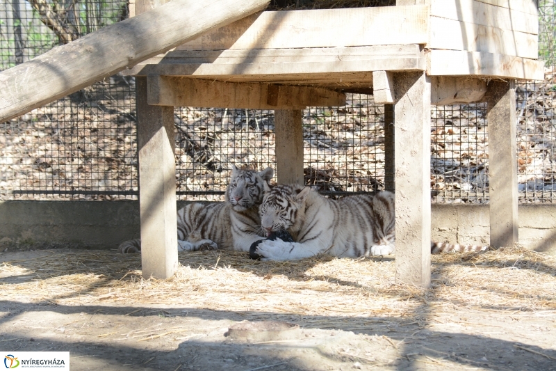 Fehér tigriskölykök érkeztek az Állatparkba