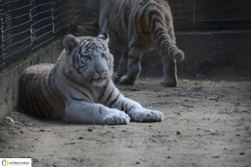 Fehér tigriskölykök érkeztek az Állatparkba