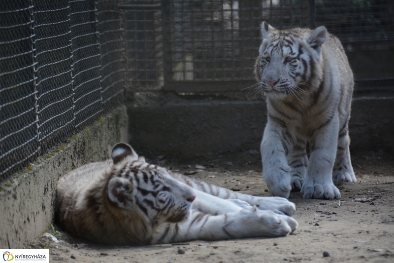 Fehér tigriskölykök érkeztek az Állatparkba