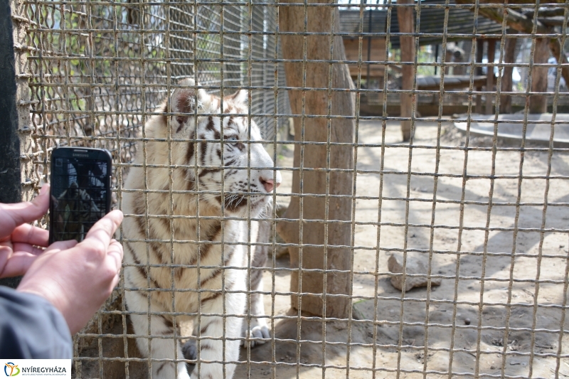 Fehér tigriskölykök érkeztek az Állatparkba