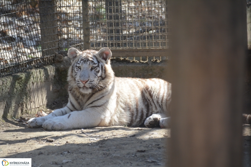 Fehér tigriskölykök érkeztek az Állatparkba
