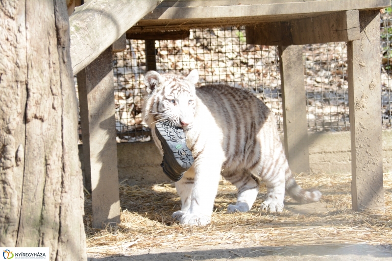 Fehér tigriskölykök érkeztek az Állatparkba