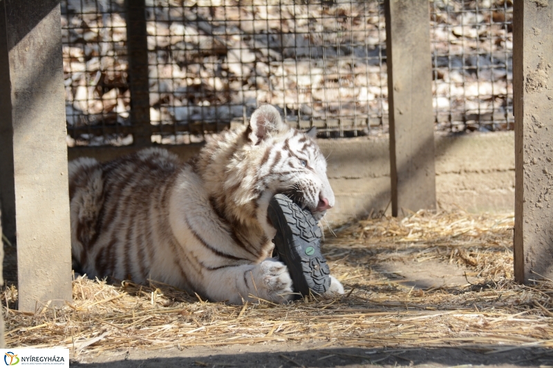 Fehér tigriskölykök érkeztek az Állatparkba