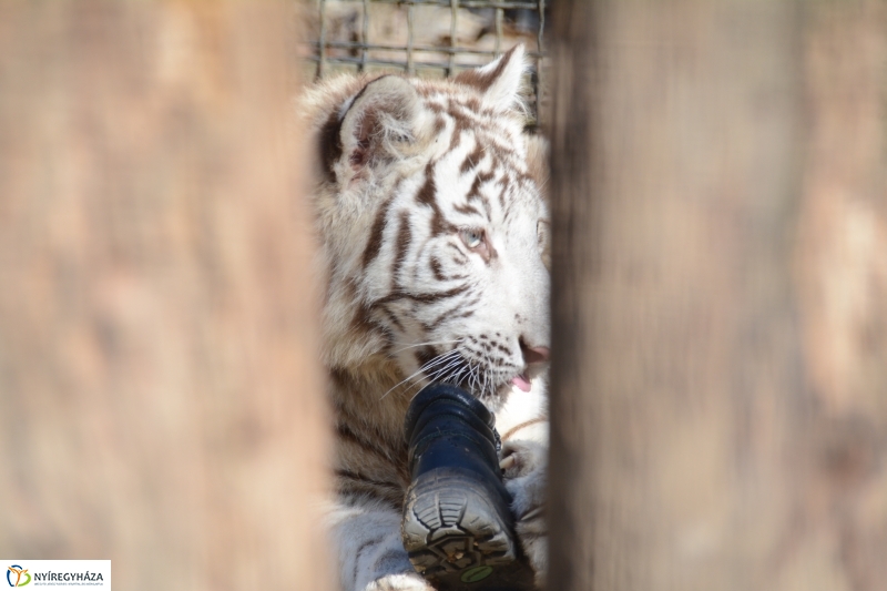 Fehér tigriskölykök érkeztek az Állatparkba