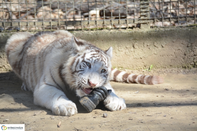 Fehér tigriskölykök érkeztek az Állatparkba