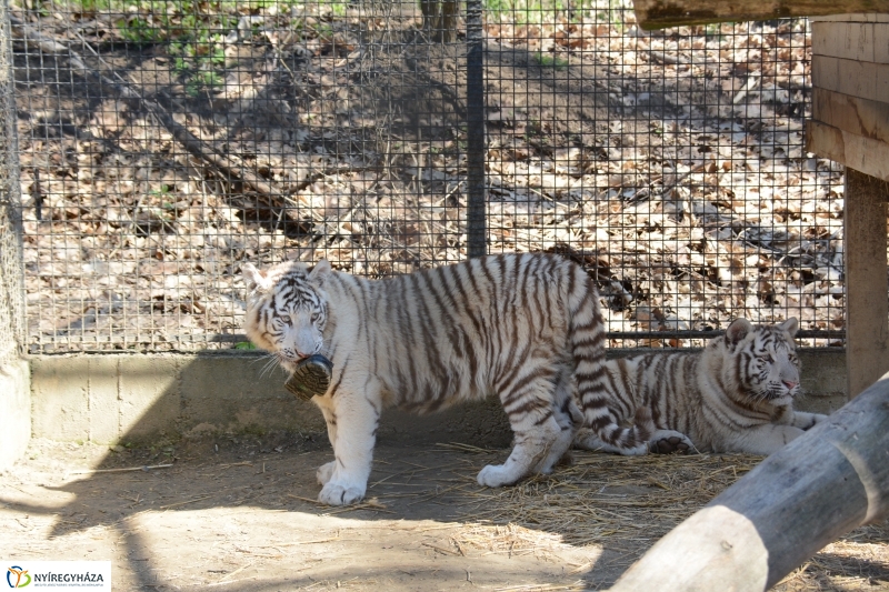 Fehér tigriskölykök érkeztek az Állatparkba