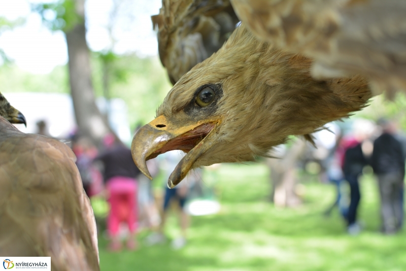 Madarak és Fák Napja a Tuzson János Botanikus Kertben