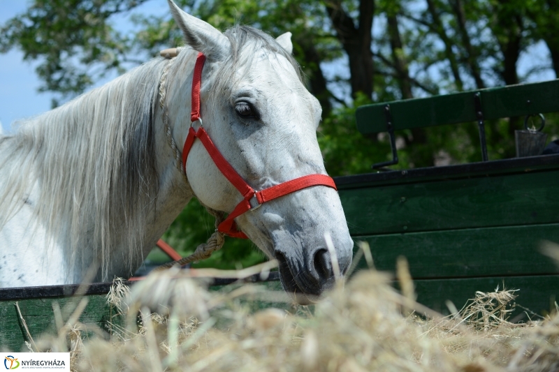 Pünkösd a Múzeumfaluban