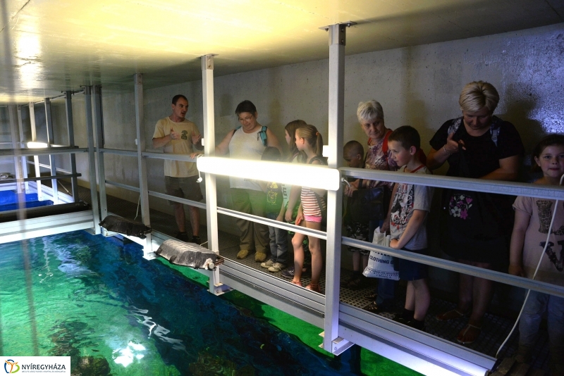 Óceánok Világnapja az Állatparkban