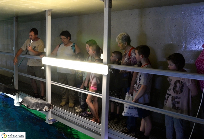 Óceánok Világnapja az Állatparkban