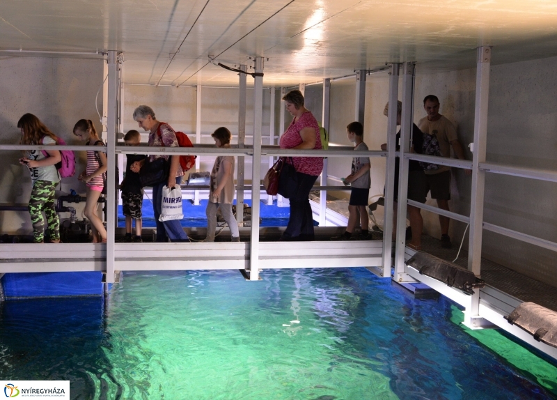 Óceánok Világnapja az Állatparkban