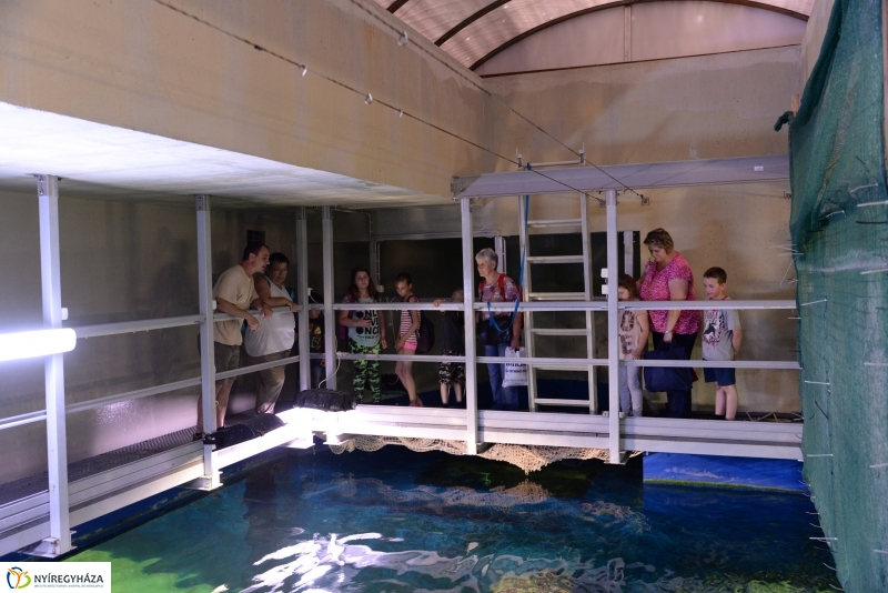 Óceánok Világnapja az Állatparkban