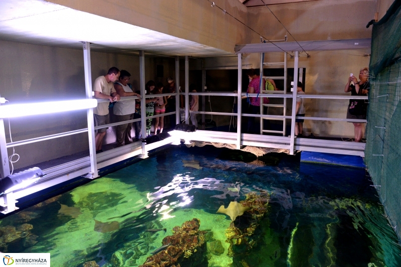 Óceánok Világnapja az Állatparkban