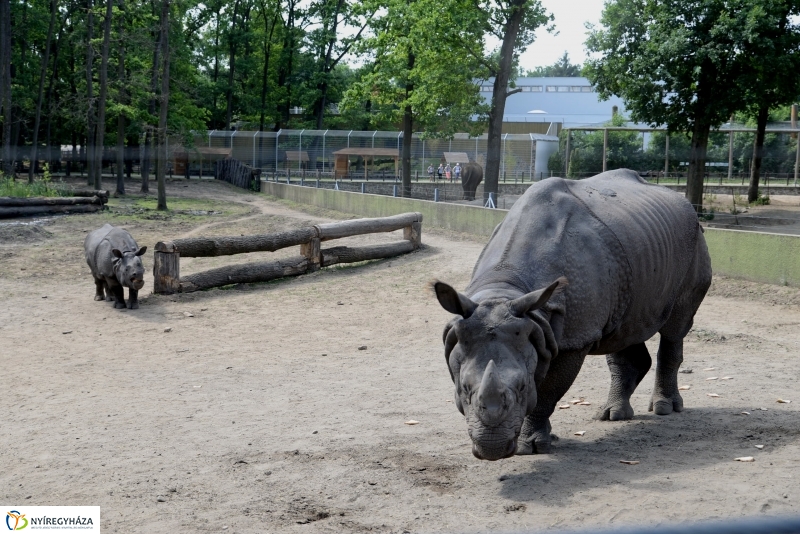 Együtt az orrszarvú pár
