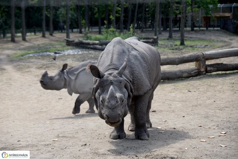 Együtt az orrszarvú pár