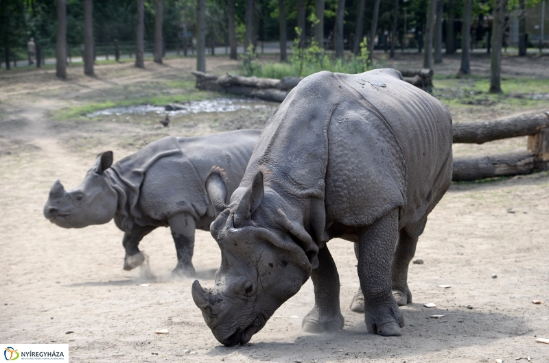 Együtt az orrszarvú pár