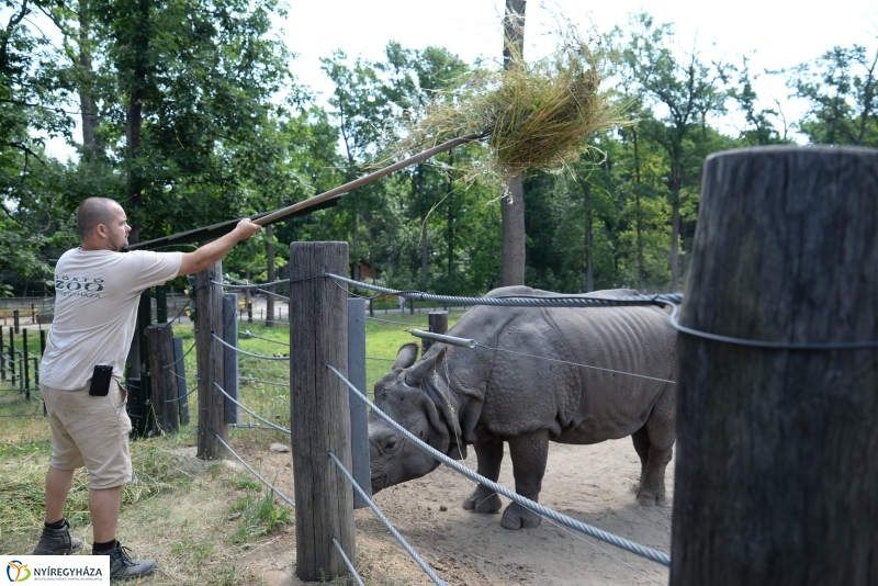 Együtt az orrszarvú pár
