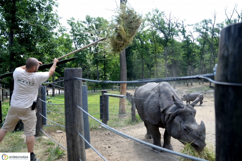 Együtt az orrszarvú pár