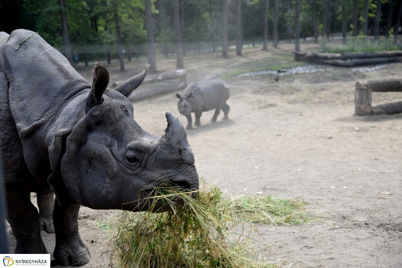 Együtt az orrszarvú pár