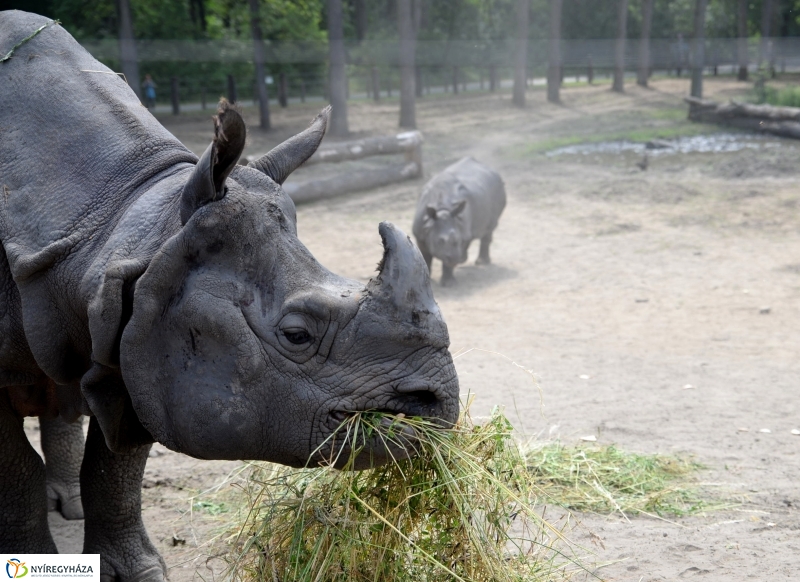 Együtt az orrszarvú pár