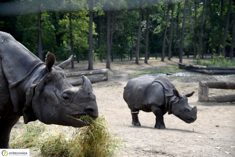 Együtt az orrszarvú pár