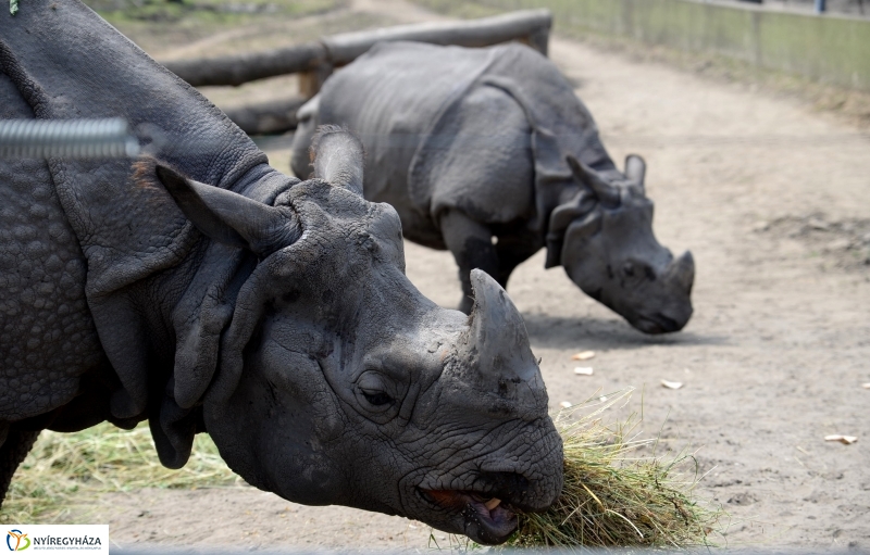 Együtt az orrszarvú pár