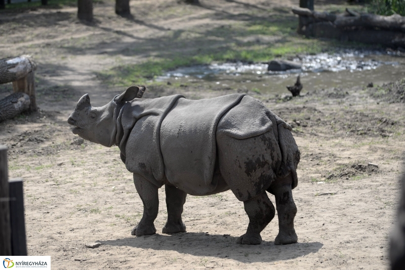 Együtt az orrszarvú pár