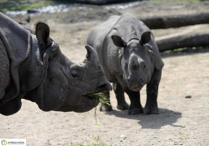 Együtt az orrszarvú pár