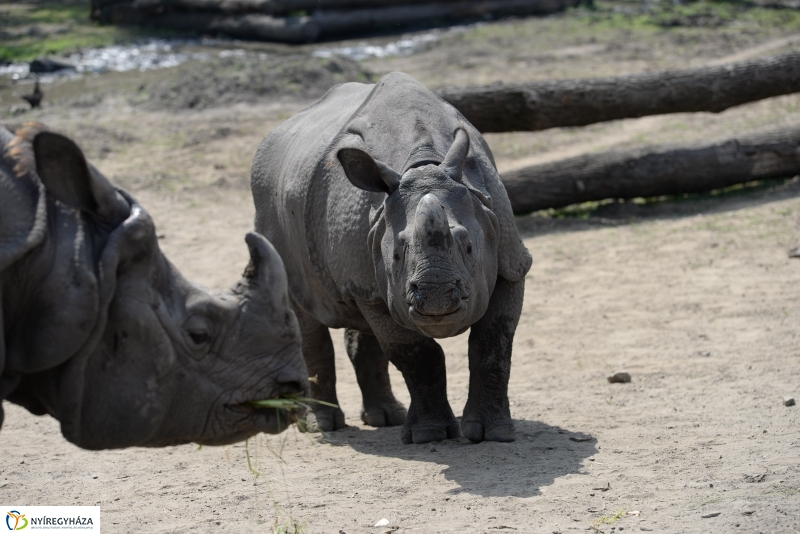 Együtt az orrszarvú pár