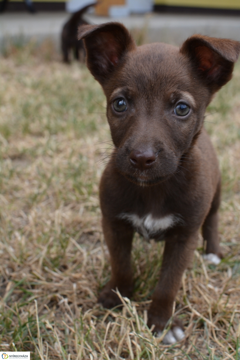 Telt ház az állatotthonban
