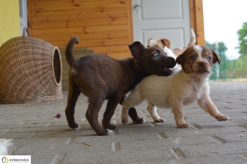 Telt ház az állatotthonban