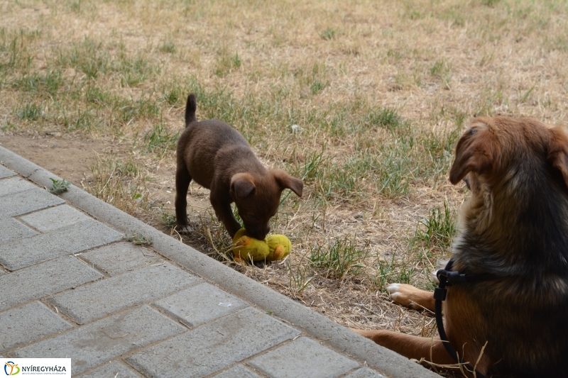 Telt ház az állatotthonban