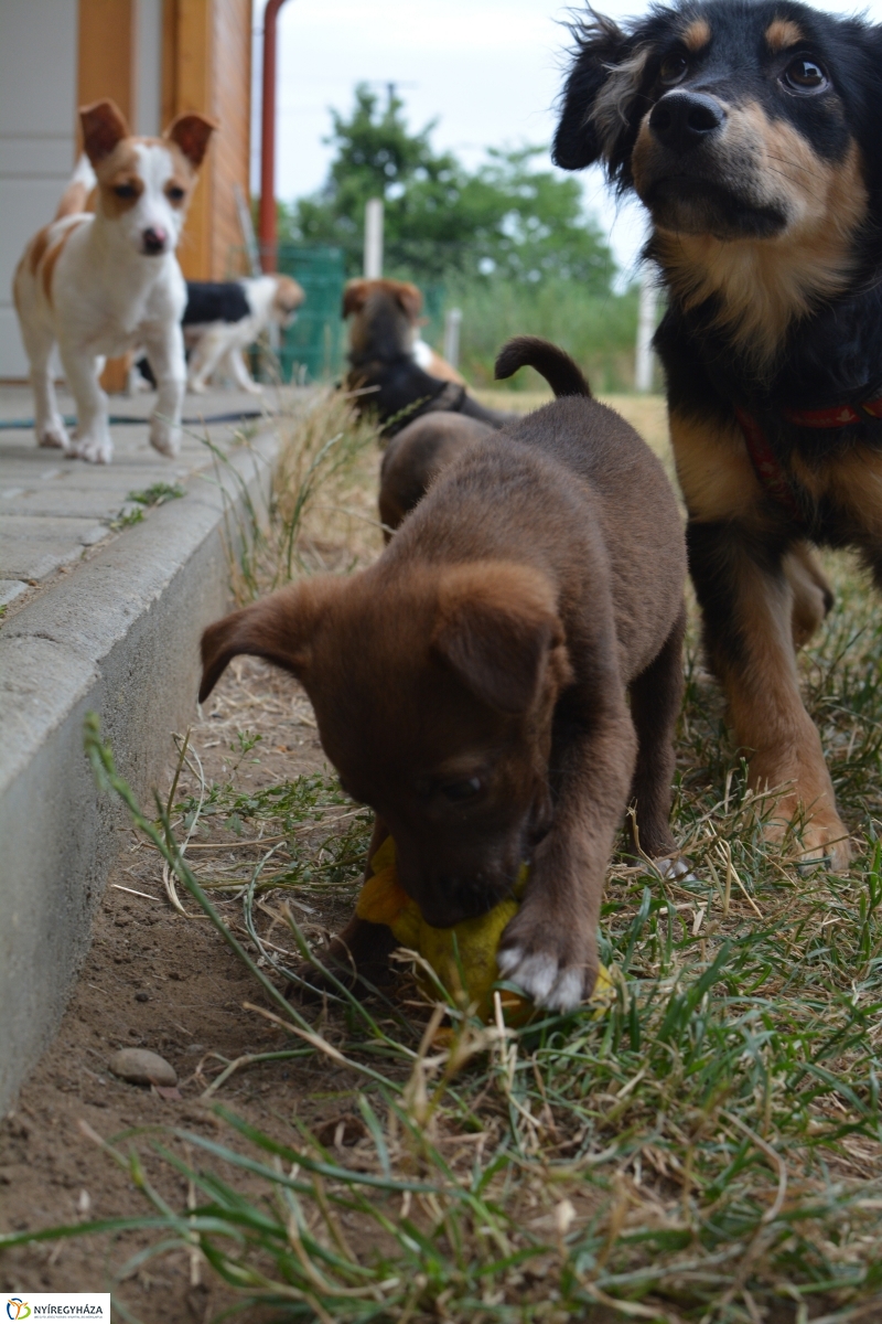 Telt ház az állatotthonban