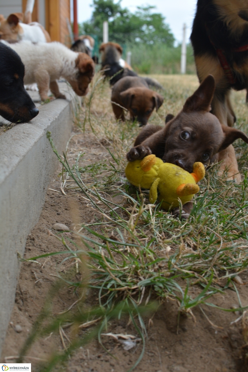 Telt ház az állatotthonban