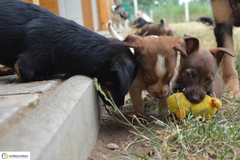Telt ház az állatotthonban