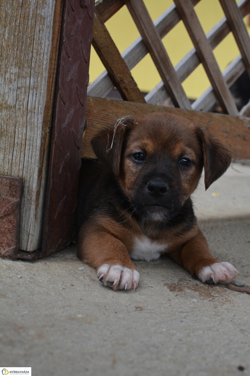 Telt ház az állatotthonban