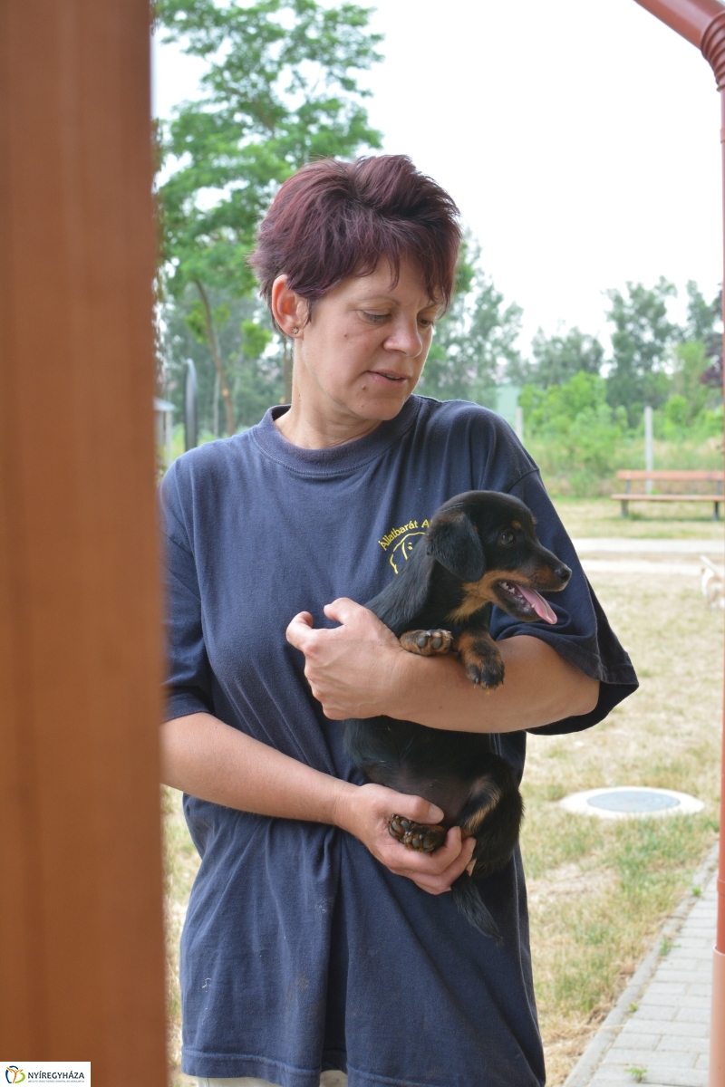 Telt ház az állatotthonban