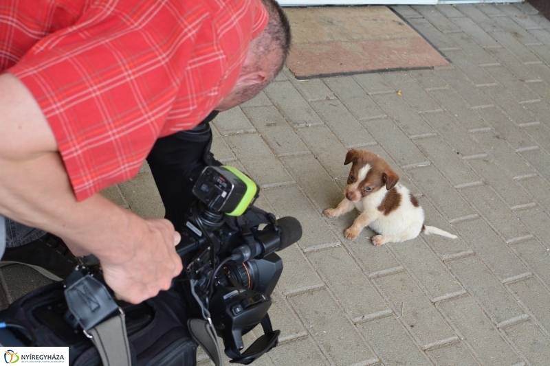 Telt ház az állatotthonban