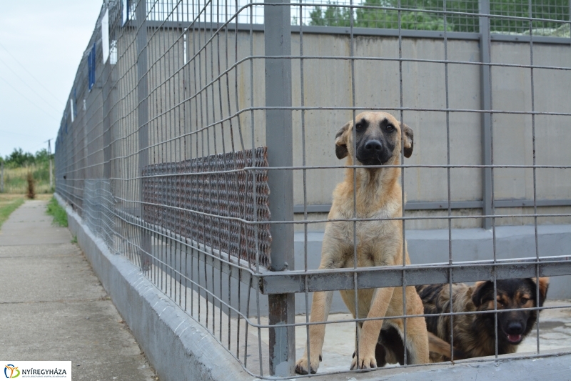 Telt ház az állatotthonban