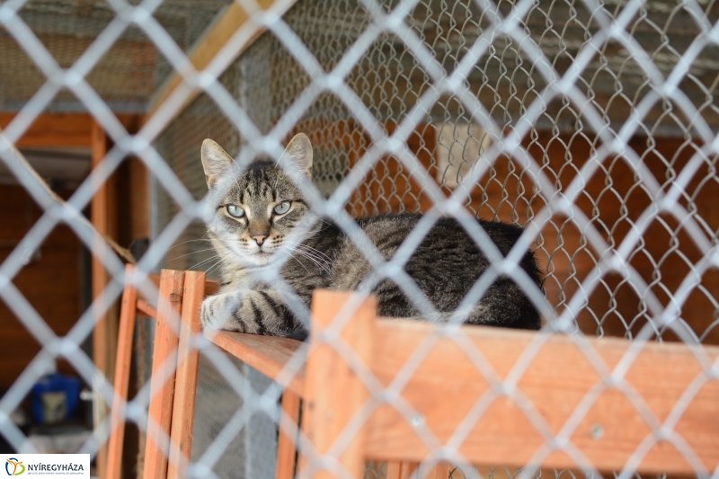 Telt ház az állatotthonban