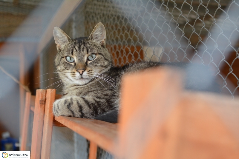 Telt ház az állatotthonban