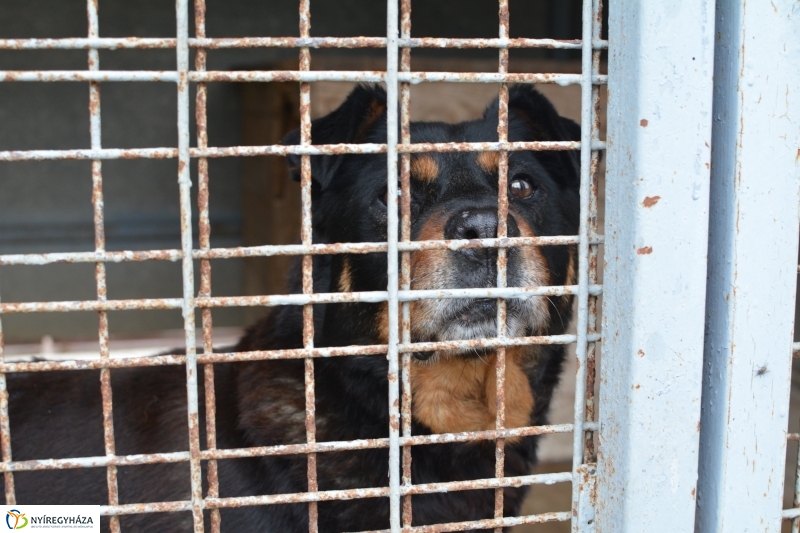 Telt ház az állatotthonban