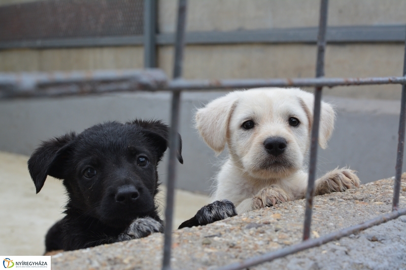 Telt ház az állatotthonban