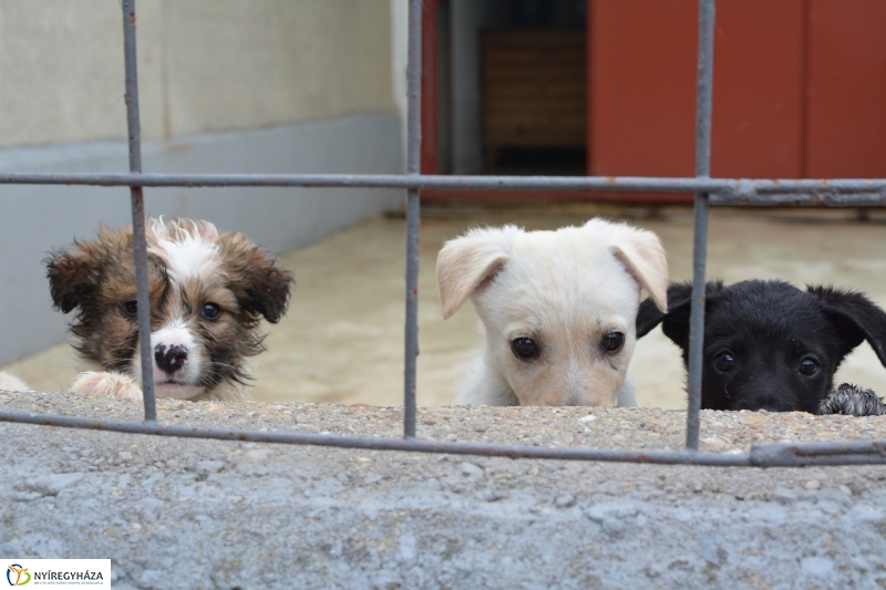 Telt ház az állatotthonban