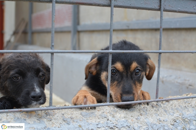 Telt ház az állatotthonban